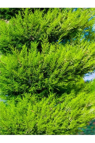 Limoni Servi Limon Selvi Fidanı 10 15cm 8 Adet Tüplü Dış Mekan Cupressus Macrocarpa