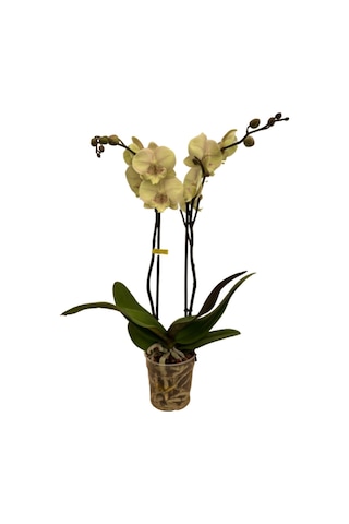 Phalaenopsis 'turner' Sarı Orkide Ø12 Cm H70-80 Cm