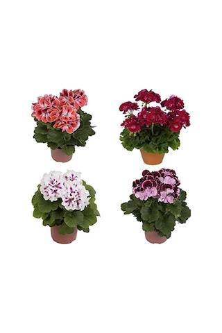 Thebestonline Canlı Saksılı Sardunya Çiçeği Fidanı Pembe 10-20 Cm