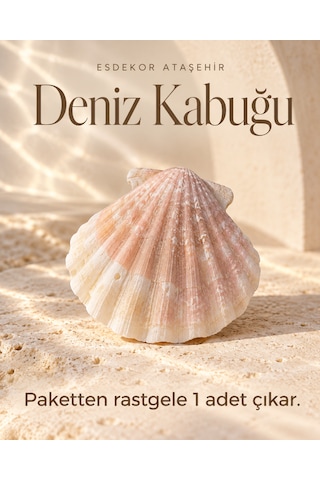 Yelpaze Formlu Dekoratif Deniz Kabuğu 1 Adet Yelpaze Formlu Dekoratif Deniz Kabuğu 1 Adet