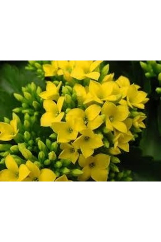 Kalanşo Çiçeği Kalanchoe 10 Adet Sarı
