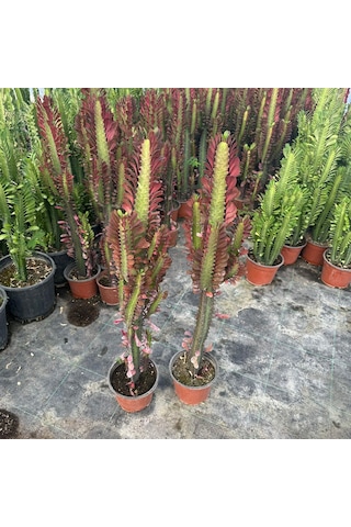 Sınırlı Üretim Bol Dallı Euphorbia Trigona Red - Afrika Kırmızı Süt Ağacı Kaktüsü