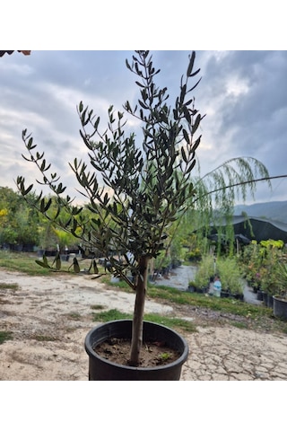 3 Yaş Bodur Gemlik Zeytin Fidanı