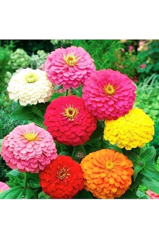 30 Adet Karışık Renkli Zinnia Çiçeği Tohumu