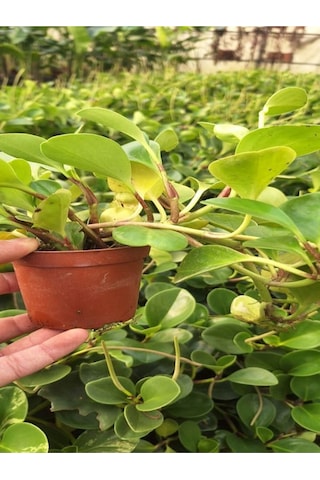 Zümrüt Dalgası Çiçeği 1 Adet Saksılı Sarmaşık Bitki 10-30cm Peperomia