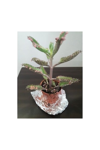 2 Adet Aşkın Gözyaşı Çiçeği Fidanı 10-20 Cm