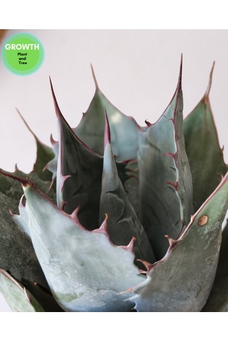 Agave Parryi Turancata 1 Adet