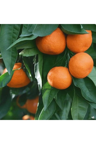 Tüplü Aşılı Özel Çeşit Çekirdeksiz Ovari Mandalina Fidanı