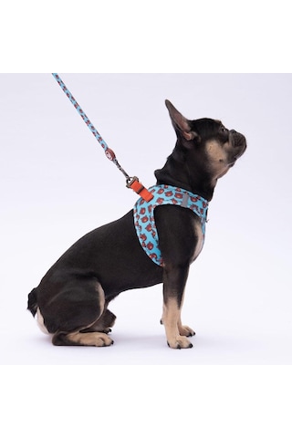 Pawstar L27 Bears Sevk Kayışı Çok Renkli