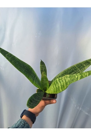 Videolu Kılıç Çiçeği 20 30 Cm 1 Adet Saksılı İç Mekan Bitkisi Gladiolus