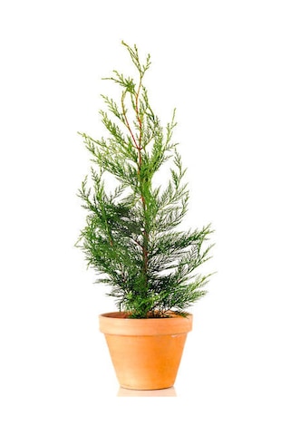 Videolu Muhteşem Kokulu Leylandi Çam Fidanı 30 40 Cm 1 Adet Tüplü Cupressocyparis Leylandii