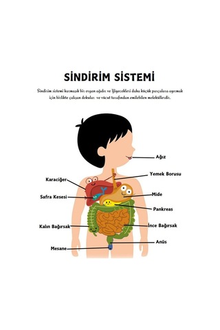 Okullar İçin Anatomi Yaz-sil Kitabı Herkes İçin
