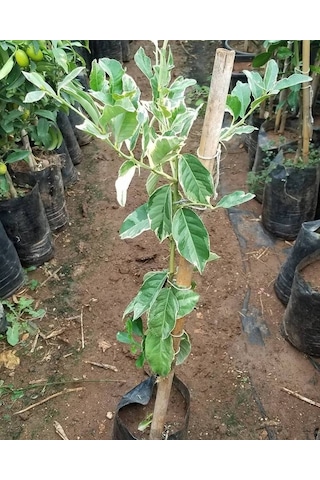 4 Yaş Aşılı Tropikal Alacalı Limon Fidanı. Torbada