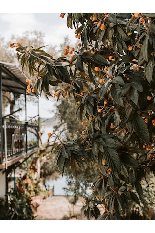 250 Gr. Yeni Dünya - Malta Eriği Yaprağı Dalından Günlük Toplama