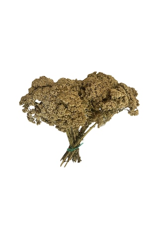 Beyaz Civanperçemi 75 Gr