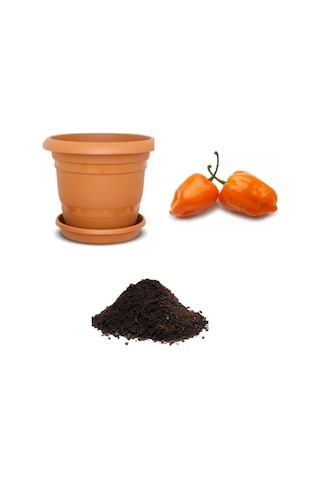 Ithal Çok Acı Habanero Biber Tohumu Ekim Seti