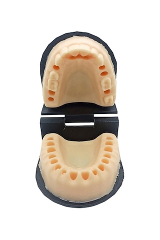 Barışhan Medikal Silikon Çene Diş Dikiş Modeli Ortodontik Alt Üst Çene Periodontal Sütür Eğitim Modeli-4