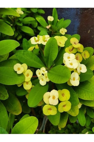 Videolu Sarı Milli Dikenler Tacı Çiçekli Kaktüs 1 Adet Saksılı 20-40 Cm Euphorbia