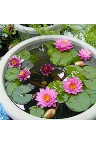 5 Adet Tohum Nadir Pembe Kase Lotus Çiçeği Tohumu Kutsal Nilüfer