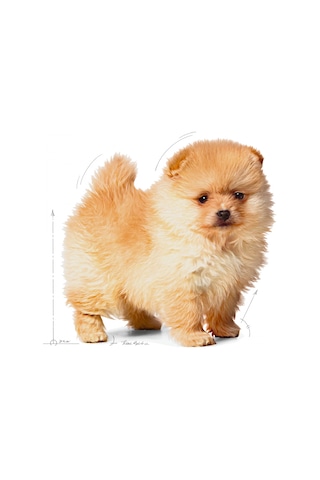 Royal Canin Puppy Mini Indoor Tavuklu Köpek Maması 1500 G