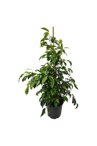 Ficus Benjamin Anastasia 80-100 Cm 5952