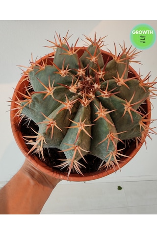 Ferocactus Latispinus 1 Adet