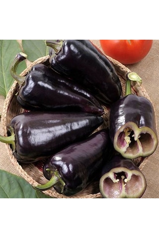 Ata Tohum Geleneksel Black Knight Siyah Kapya Tatlı Biber Tohumu 15 Tohum