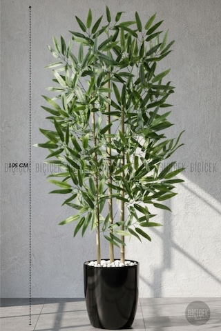 Biçiçek 110 Cm Bambu Ağacı Siyah Yakut Saksıda