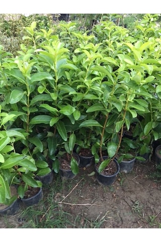 Saksıda Kartopu Viburnum Lucidum Fidanı 80-110 Cm 1 Adet Doğal Çit Duvar