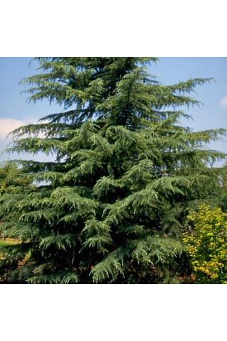 Bahçeniz İçin Himalaya Sedir Fidanı - Zarif Ve Güçlü 40-50 Cm