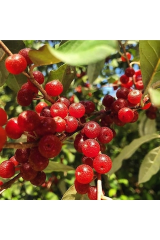 Güz Zeytini Eleagnus Umbellata Fidanı 150 -180 Cm Boyunda Me...