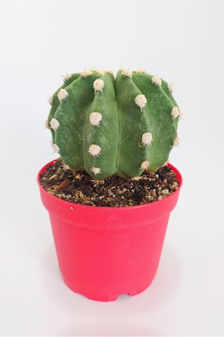Echinopsis Subdenudata Özel Tür 8.5 CM Kırmızı Kaktüs