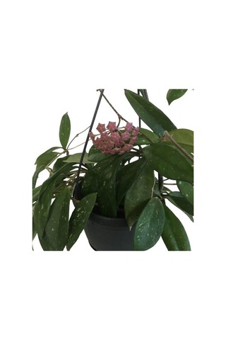 Askılı Saksıda Hoya Minibella Mum Çiçeği