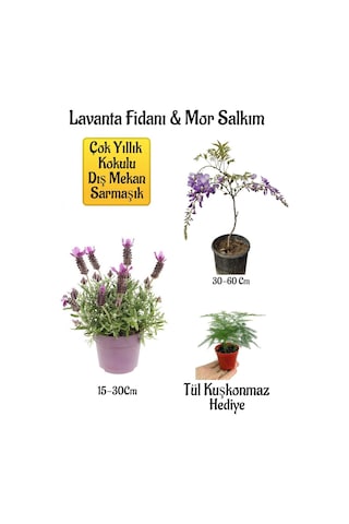 Yoğun Kokulu Lavanta+kokulu Mor Salkım Ağacı Fidanı Tül Kuşkonmaz Hediyeli Bahçe Seti