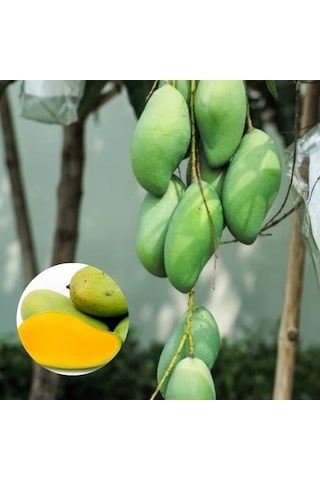 Aşılı Keo Mango Fidanı - 2 Yaş - Tüplü 60-70 Cm - En Erken Meyve Veren Verimli Egzotik Çeşit