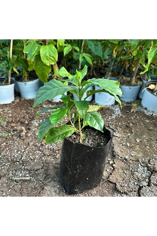 Sınırlı Sayıda Küçük Boy Arabica Kahve Fidanı Tüplü