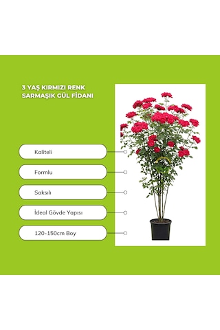 Kırmızı Ve Sarı Renkli Sarmaşık Gül Fidanı Paketi
