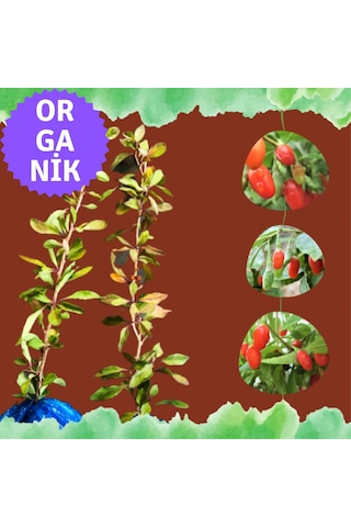 Organik Goji Berry Fidanı Kurtüzümü 2adet- Sarmaşık Türü Organik Goji Berry Fidanı Kurtüzümü 2adet- Sarmaşık Türü