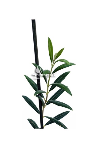 Arbequina Bodur Zeytin Fidanı