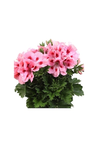 Pelargonium Grandiflorum Aristo Pink Sardunya Canan Çiçeği Fidesi 1 Adet