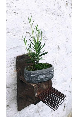 Saksıda Lavanta Fidesi Fidanı 10-20 Cm