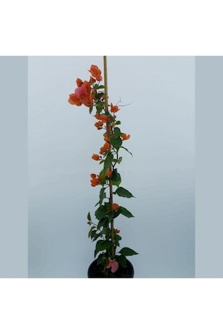 Videolu Turuncu Begonvil 90- 110 Cm 1 Adet Saksılı Çiçekli Bahçe Teras Bitkisi Bougainvillea