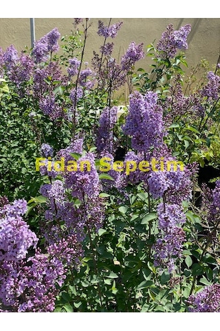 2 Yaş Leylak Fidanı Syringa Chinensis