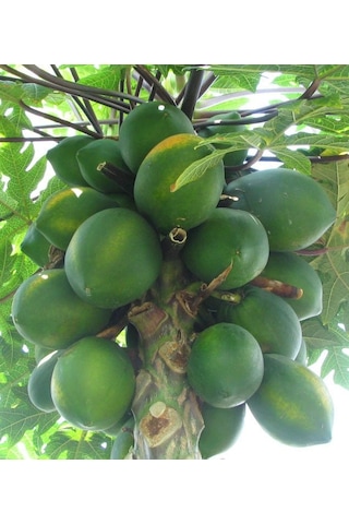 2 YAŞ TÜPLÜ CARACİA PAPAYA MEYVE FİDANI 100-130 CM 2 YAŞ TÜPLÜ CARACİA PAPAYA MEYVE FİDANI 100-130 CM