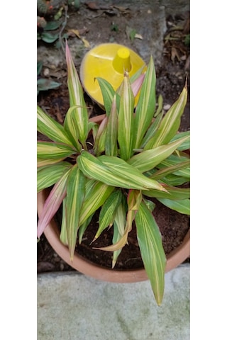 Cordyline Fruticosa Saksılı Salon Bitkisi Cordyline Fruticosa Saksılı Salon Bitkisi