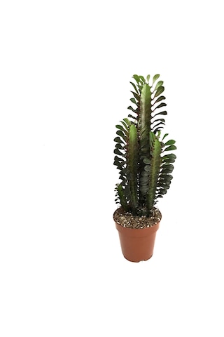 Euphorbia Trigona 'Rubra' (Süt Ağacı) Ø12 CM Y30-35 CM