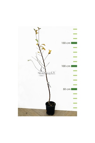 Elma Amasya Fidanı N11.489