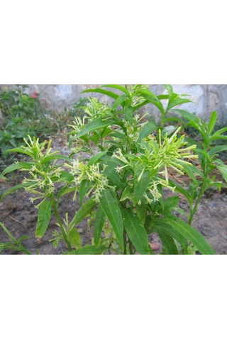 Videolu Kokulu Melisa Çiçeği Fidanı 30-45 Cm Saksılı Çiçekli Bodur Bitkiler Lemon Balm