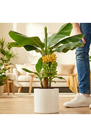Truly Tiny Dünyanın En Küçük Muz Fidanı - Saksıda Meyve Veren Bodur Muz Ağacı 30-50 Cm