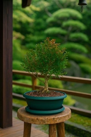 Bonsai Buxus - 7 Yaşında Hediyelik Bonsai Ağacı